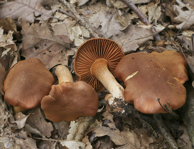 Cortinarius orellanus